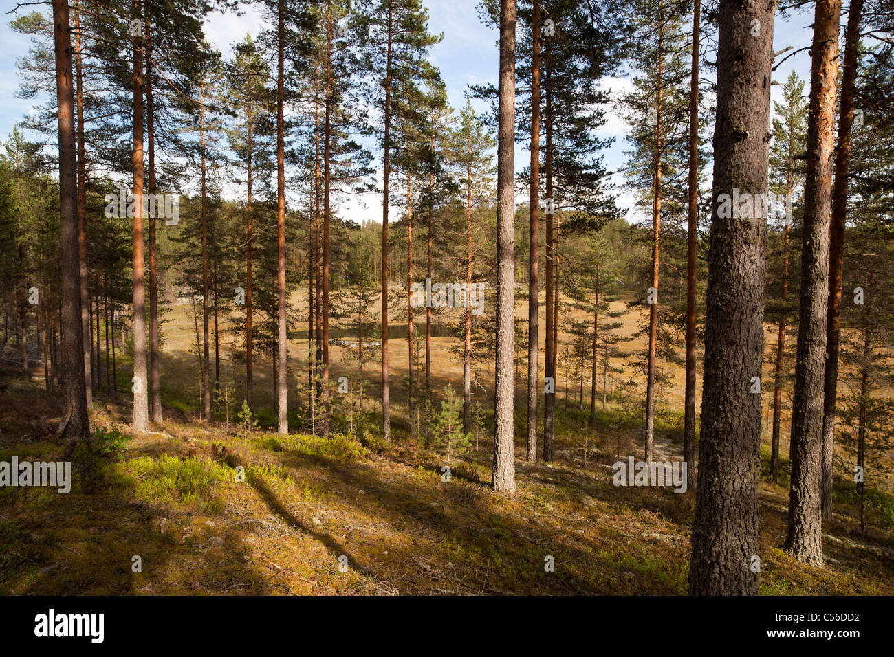 Paesaggio finlandese di esker con giovane pino ( pinus sylvestris ) brughiera / foresta di taiga conifere e paludi tra creste di esker , Finlandia Foto Stock