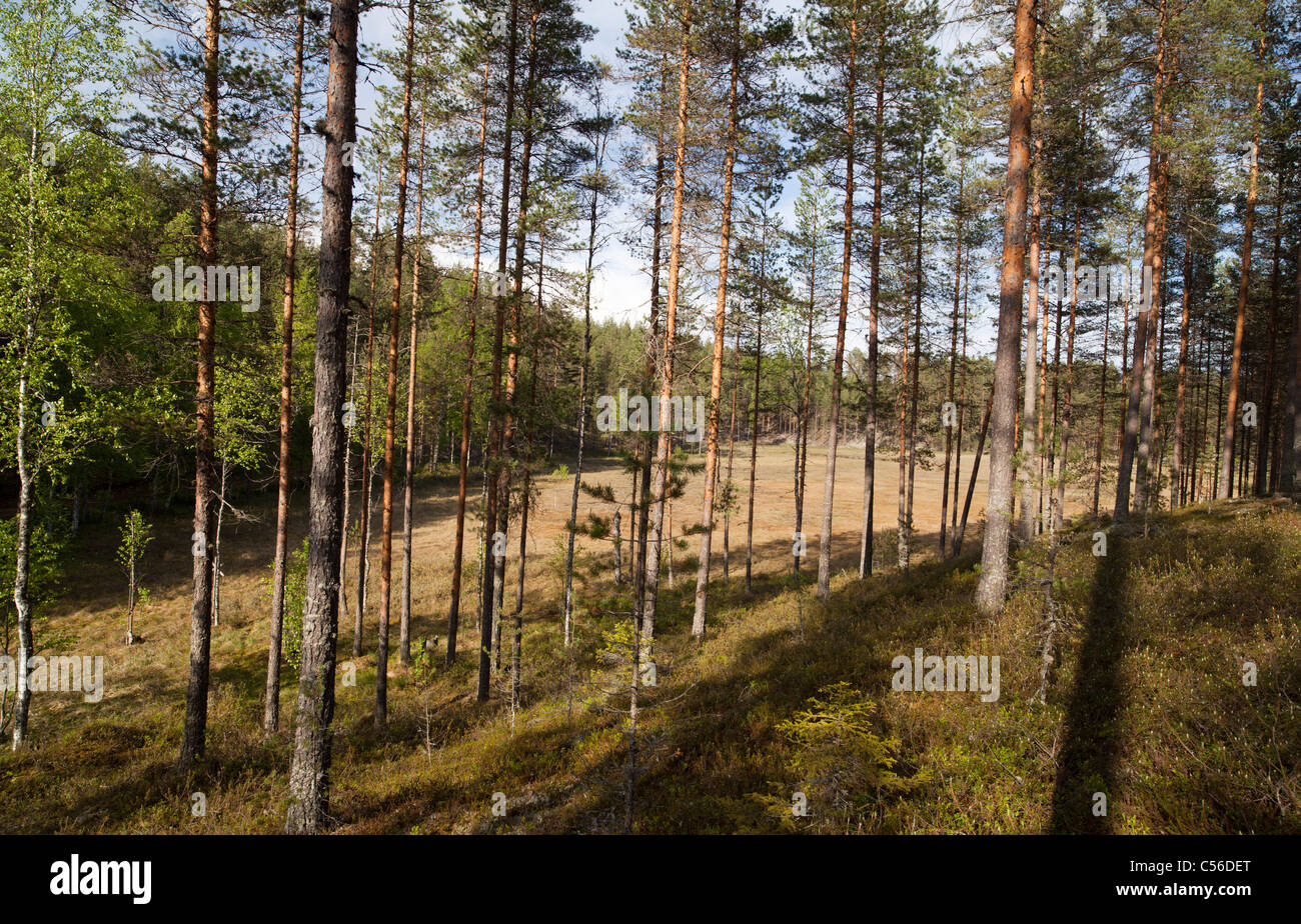 Paesaggio finlandese di esker con giovane pino ( pinus sylvestris ) brughiera / foresta di taiga conifere e paludi tra creste di esker , Finlandia Foto Stock