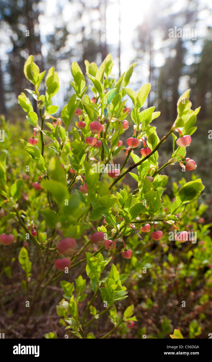 Chiocciole di mirtillo selvatico (Vaccinium myrtillus) con frutti di bosco crudi a Spring , Finlandia Foto Stock