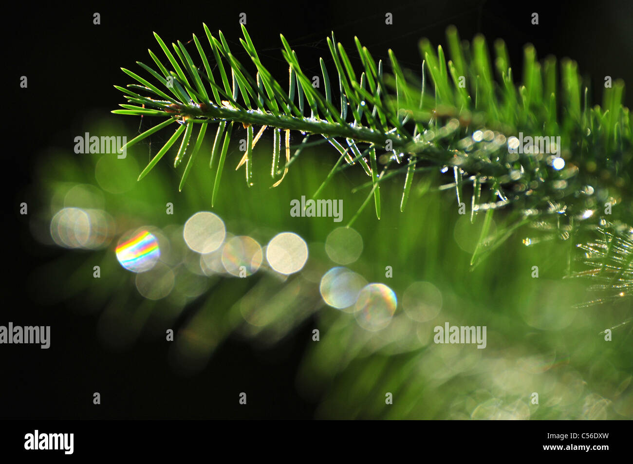 Rami di pino sul Monte Lemmon, Santa Catalina Mountains, Foresta Nazionale di Coronado, Deserto Sonoran, Summerhaven, Arizona, Stati Uniti. Foto Stock