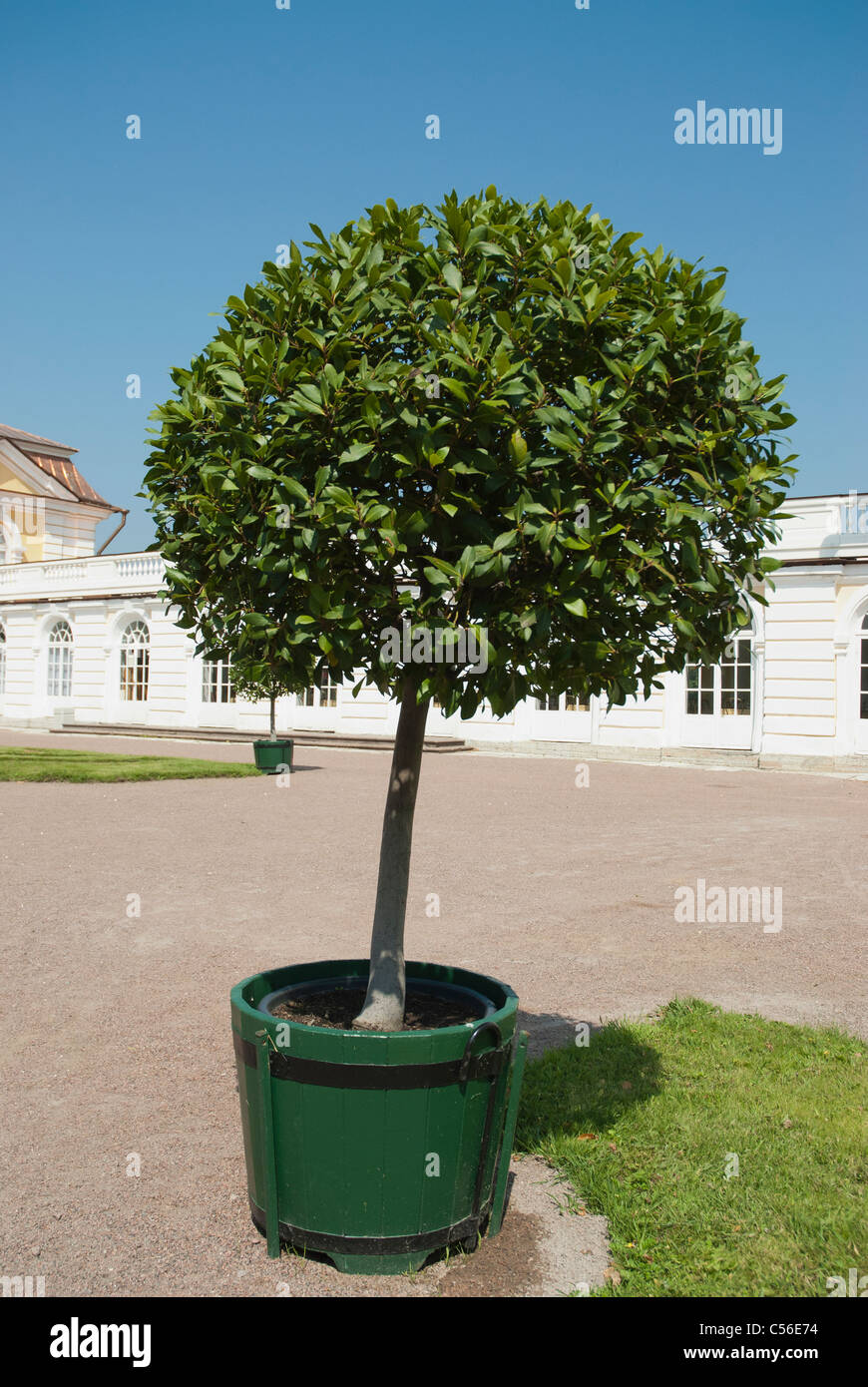 Albero dell'alloro Foto Stock