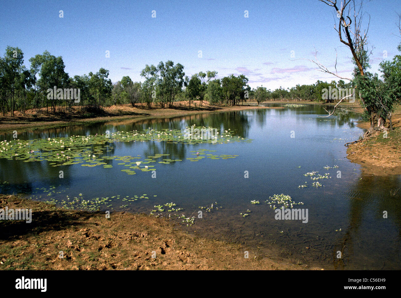 Billabong, Queensland, Australia Foto Stock Billabong, Queensland, Australia Foto Stock