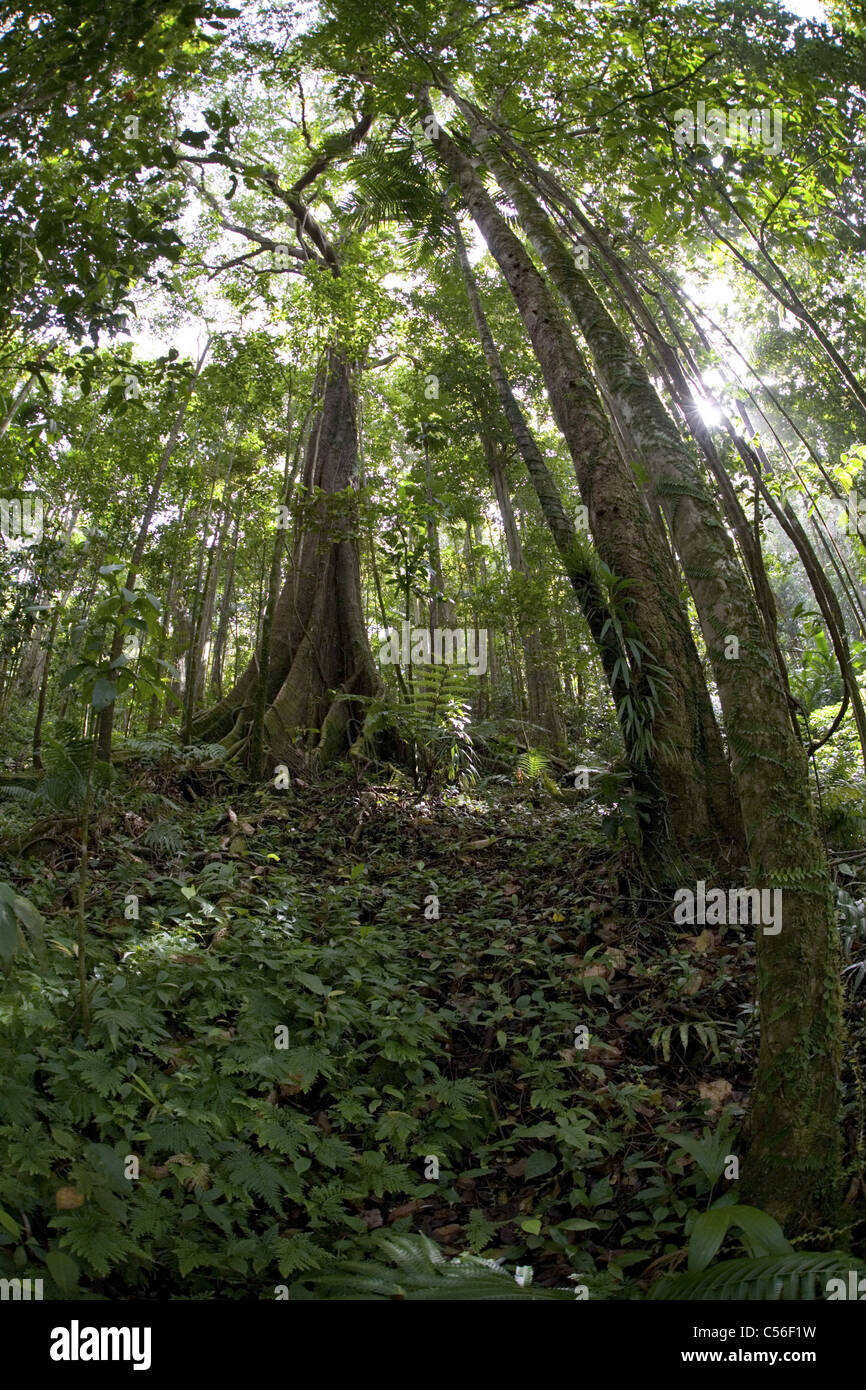 La foresta pluviale, St Lucia Foto Stock La foresta pluviale, St Lucia Foto Stock