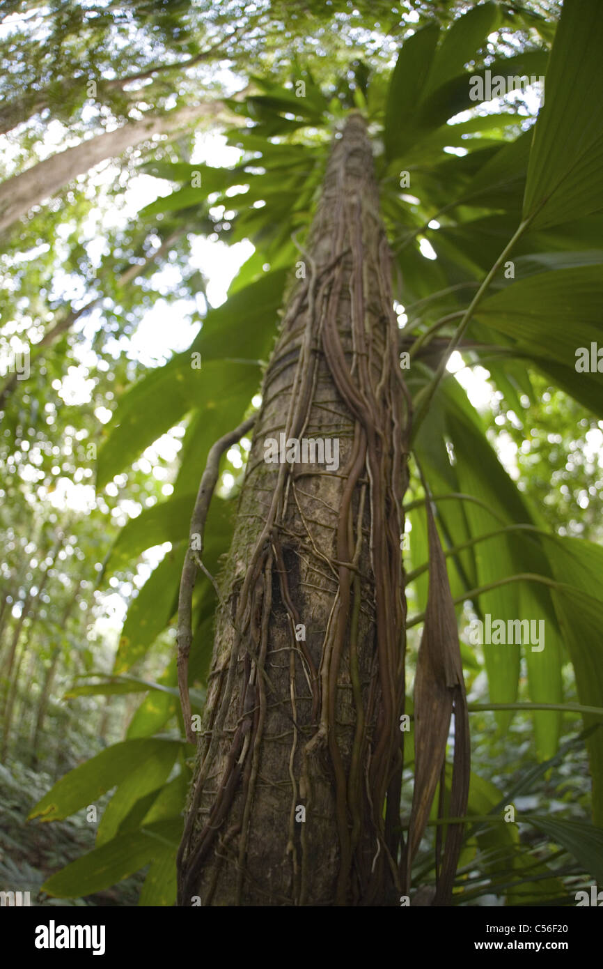 Albero della foresta pluviale, St Lucia Foto Stock Albero della foresta pluviale, St Lucia Foto Stock