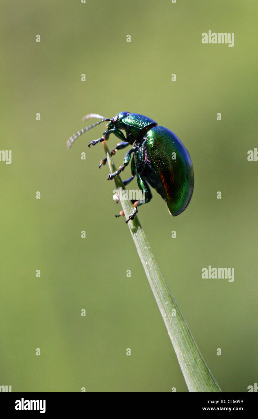 Foglia di menta Beetle, Chrysolina menthastri, Chrysomelidae, coleotteri. Regno Unito. Spesso si trovano in prossimità di acqua su canne e di altri tipi di vegetazione clo Foto Stock