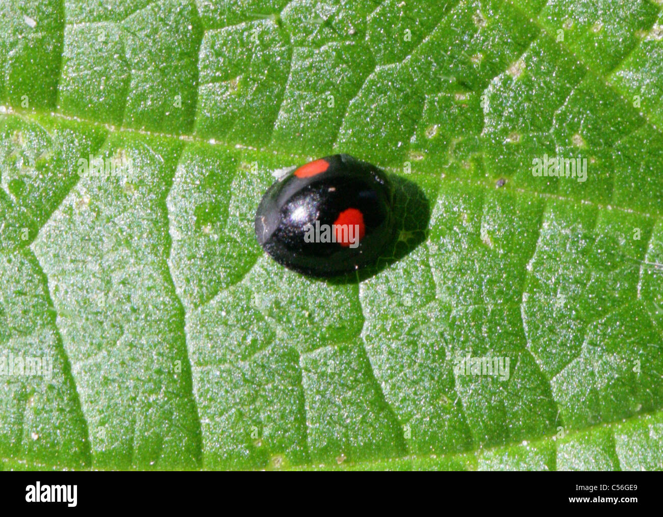 Due macchie coccinella o Lady Beetle, Adalia bipunctata syn Macrosiphum rosae, Coccinellidae. Foto Stock