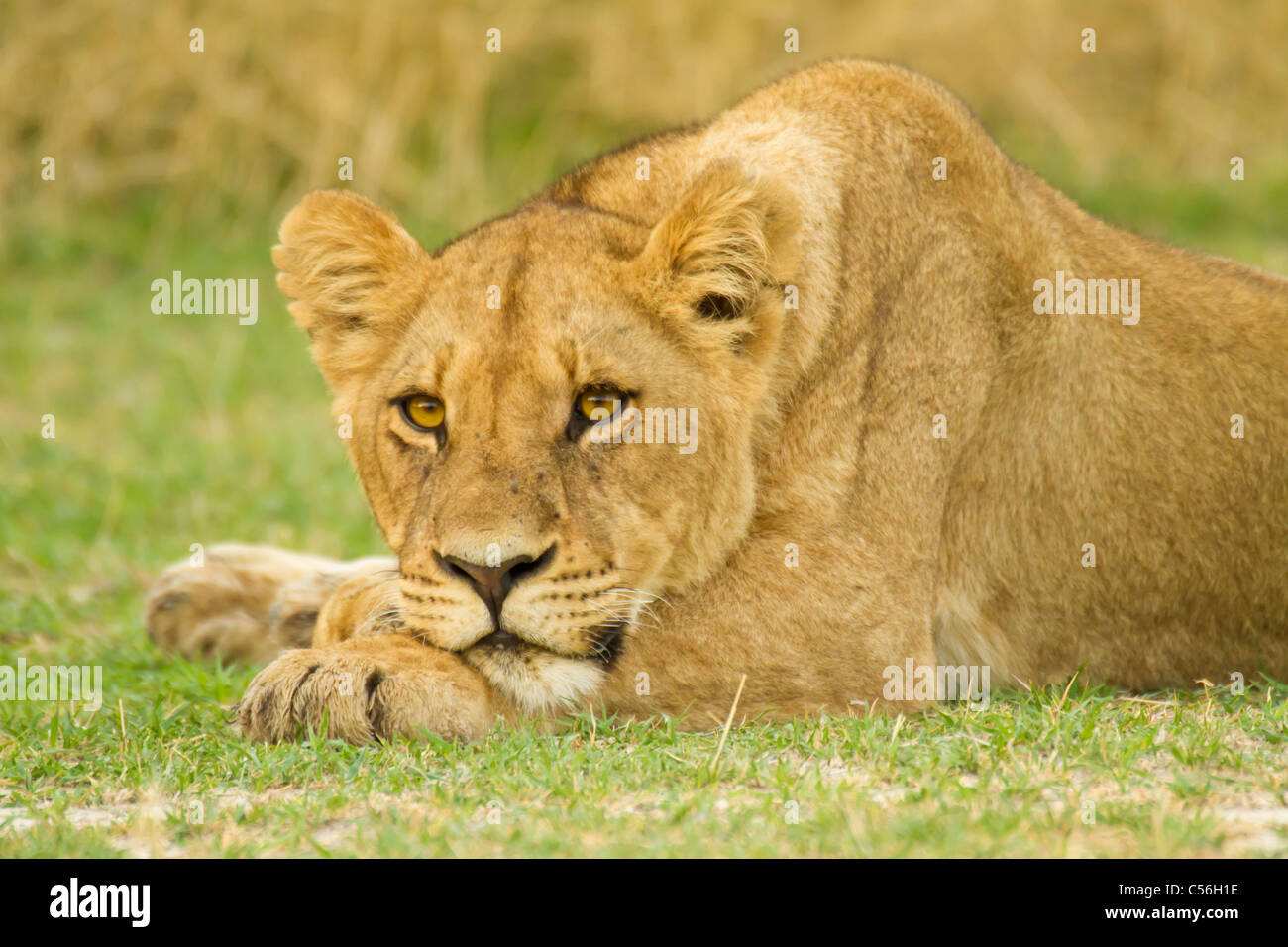 Leonessa in Okavango Delta sul capo dell isola in Botswana Foto Stock