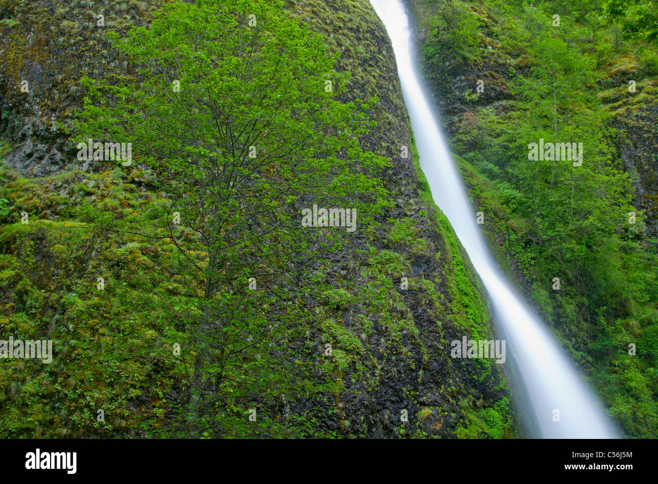 Equiseto cade, Columbia River Gorge National Scenic Area, Oregon Foto Stock