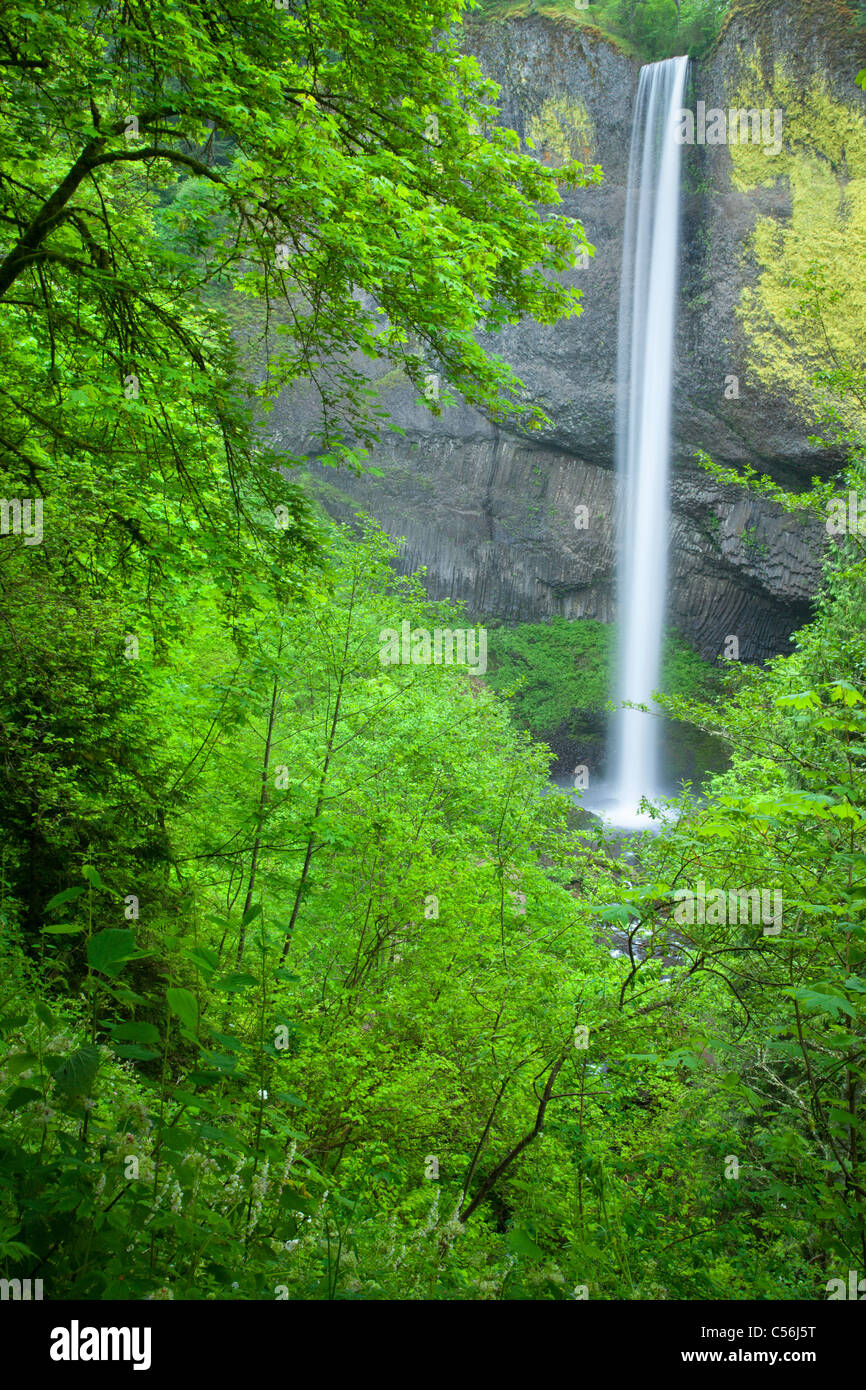 Latourell Falls, Guy W. Talbot parco statale, Columbia River Gorge National Scenic Area, Oregon Foto Stock