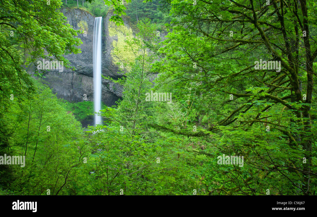 Latourell Falls, Guy W. Talbot parco statale, Columbia River Gorge National Scenic Area, Oregon Foto Stock