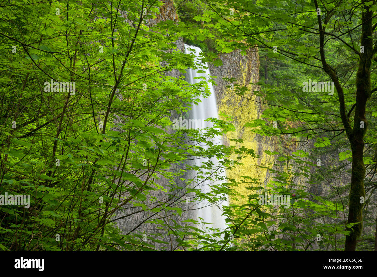 Latourell Falls, Guy W. Talbot parco statale, Columbia River Gorge National Scenic Area, Oregon Foto Stock