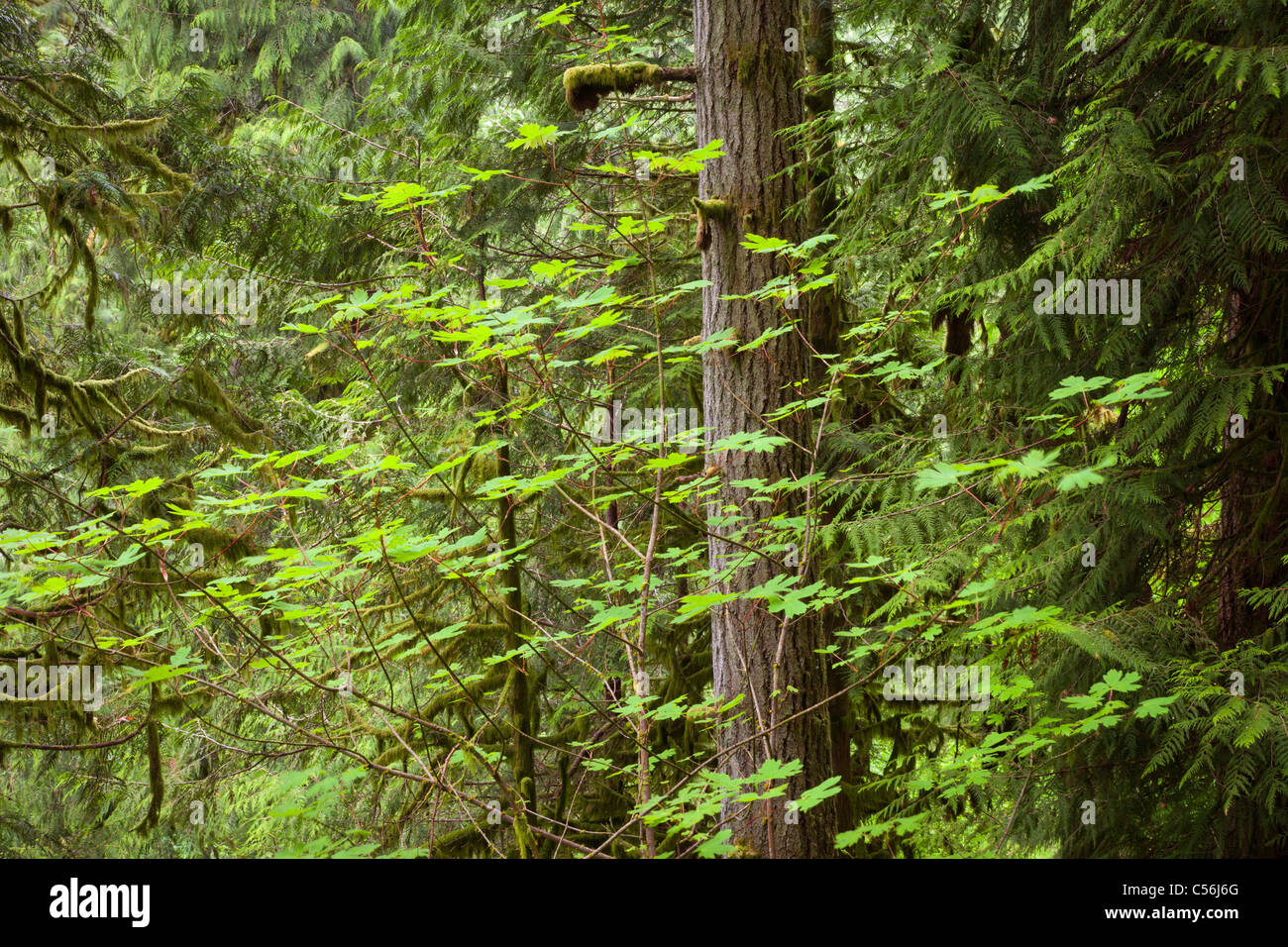 La foresta pluviale temperage, Guy W. Talbot parco statale, Columbia River Gorge National Scenic Area, Oregon Foto Stock