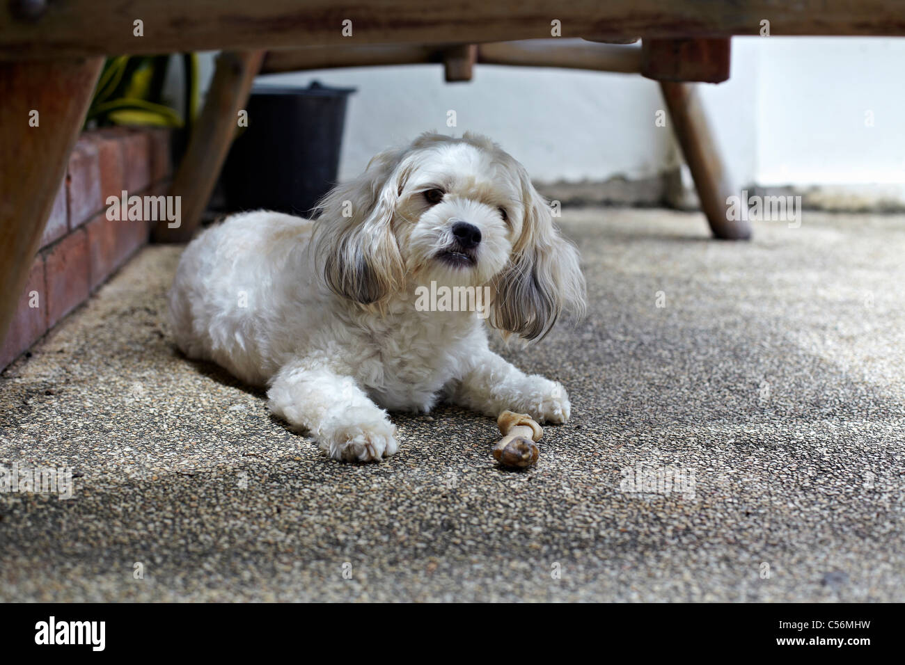 Shih Tzu Maltese piccolo cane bianco a croce terrer osso di protezione Foto Stock
