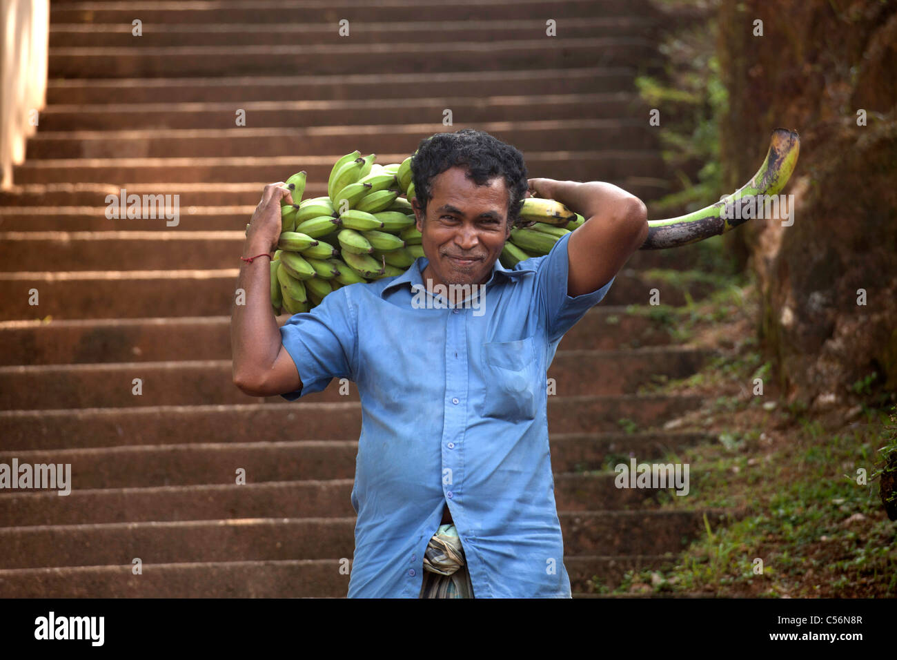Il singalese uomo che porta una banana levetta sulla sua schiena - Mirissa, Sri Lanka Foto Stock