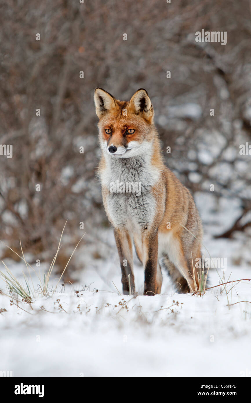 I Paesi Bassi, Zandvoort. Red Fox nella neve. Foto Stock