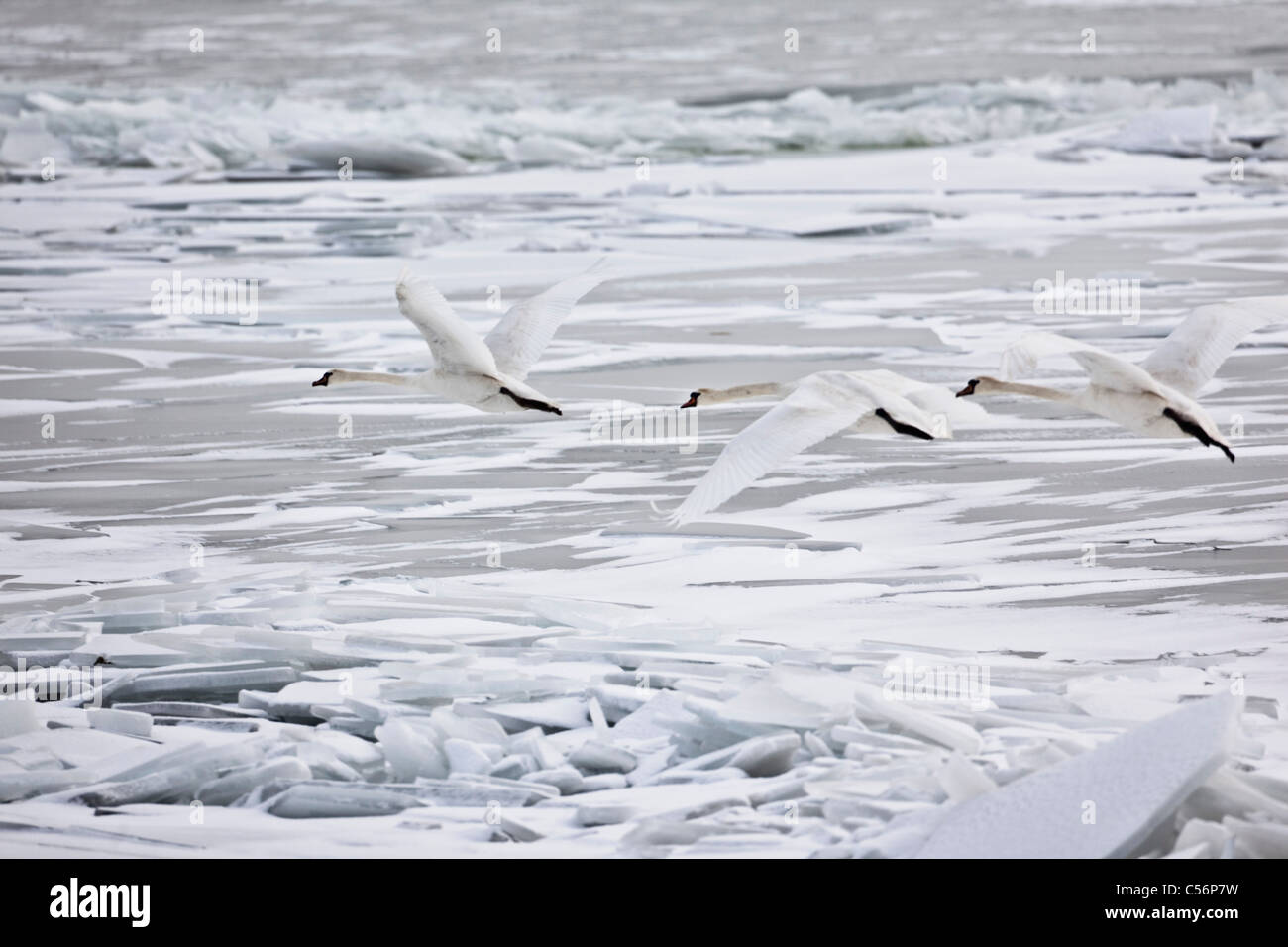 I Paesi Bassi, Oosterleek, cigni volando sul lago ghiacciato chiamato Markermeer. Foto Stock