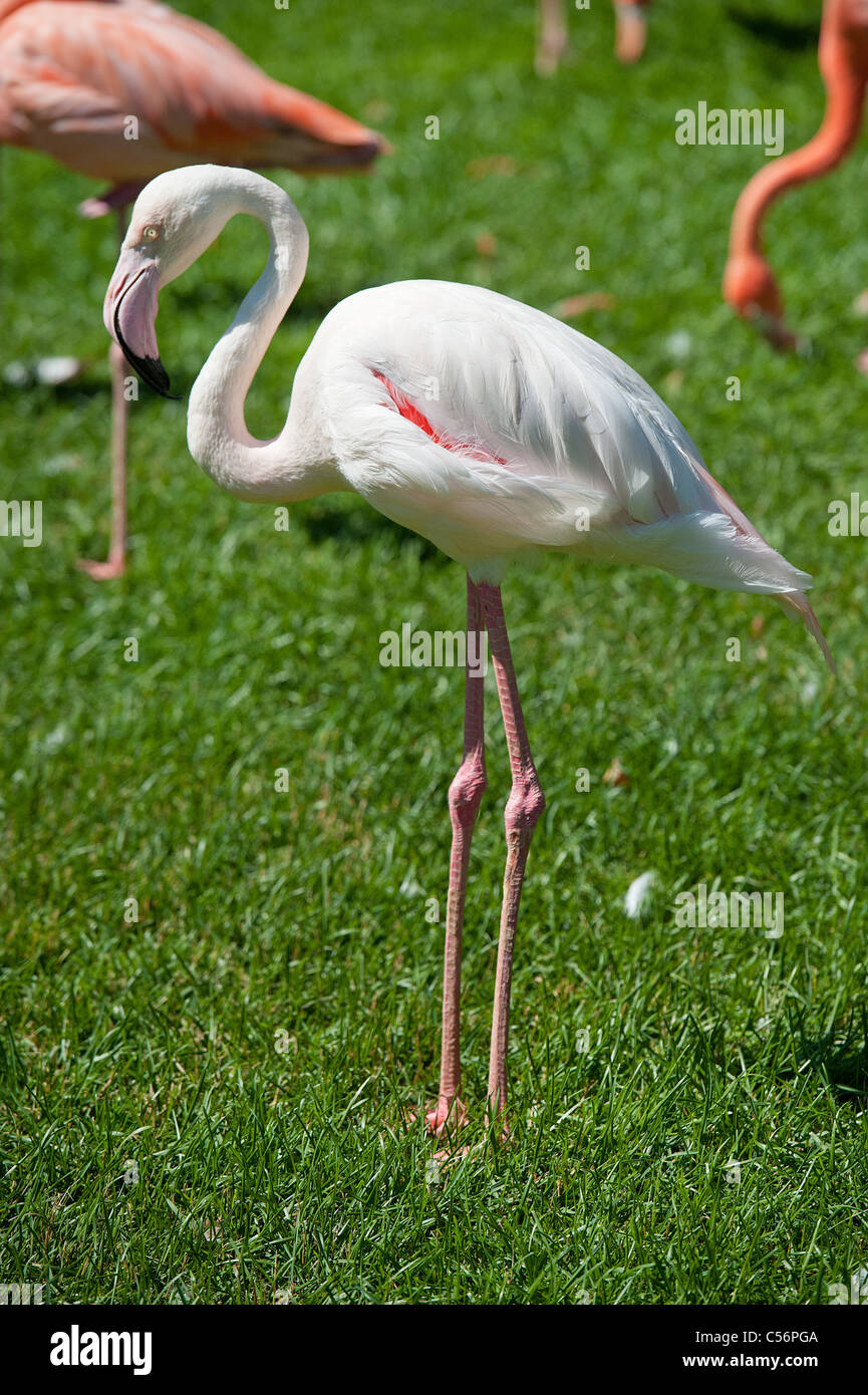 Alcuni uccelli fenicottero in appoggio al sole Foto Stock