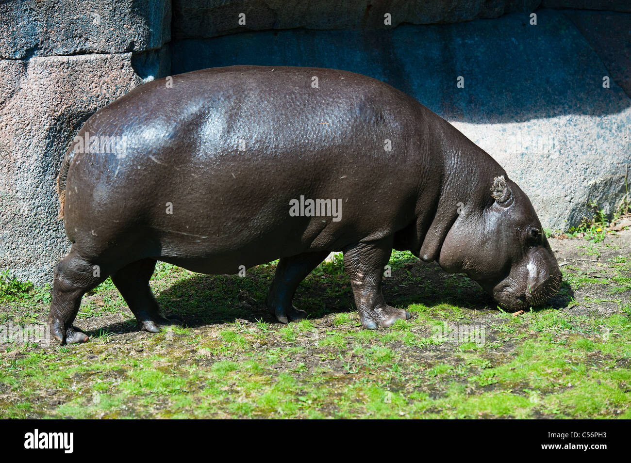 Un grande ippona mangiare erba da terra Foto Stock