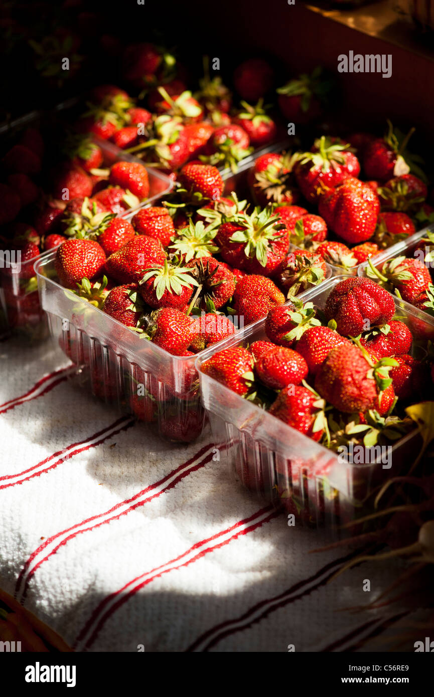 Fragole al mulino City Farmers Market MINNEAPOLIS Foto Stock
