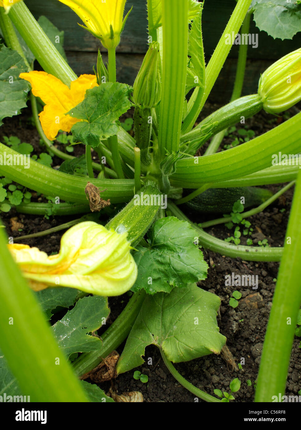 Piante di zucchine Foto Stock