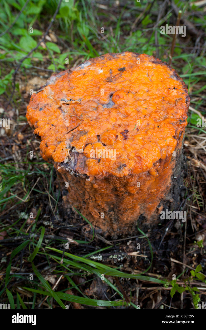 Parzialmente coagulato sap estraendo da un taglio betulla ( betula ) ceppo di albero Foto Stock