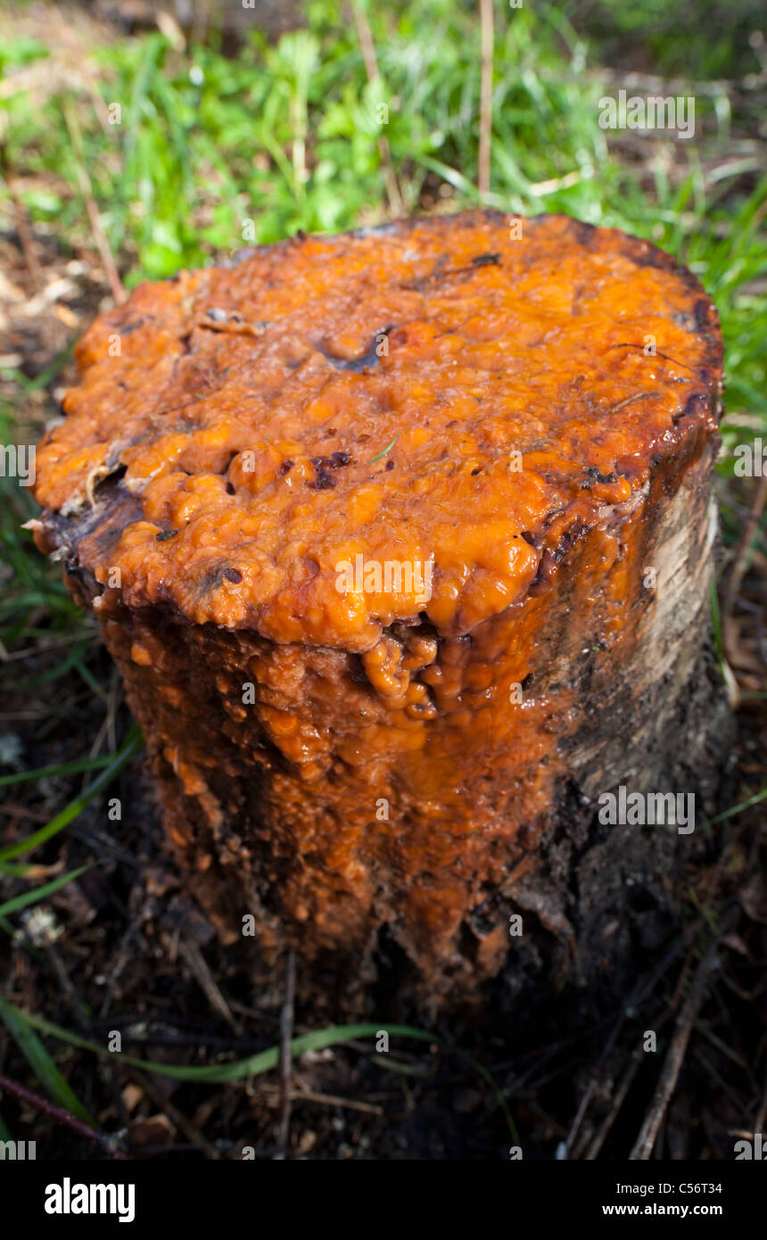 Parzialmente coagulato sap estraendo da un taglio betulla ( betula ) ceppo di albero Foto Stock