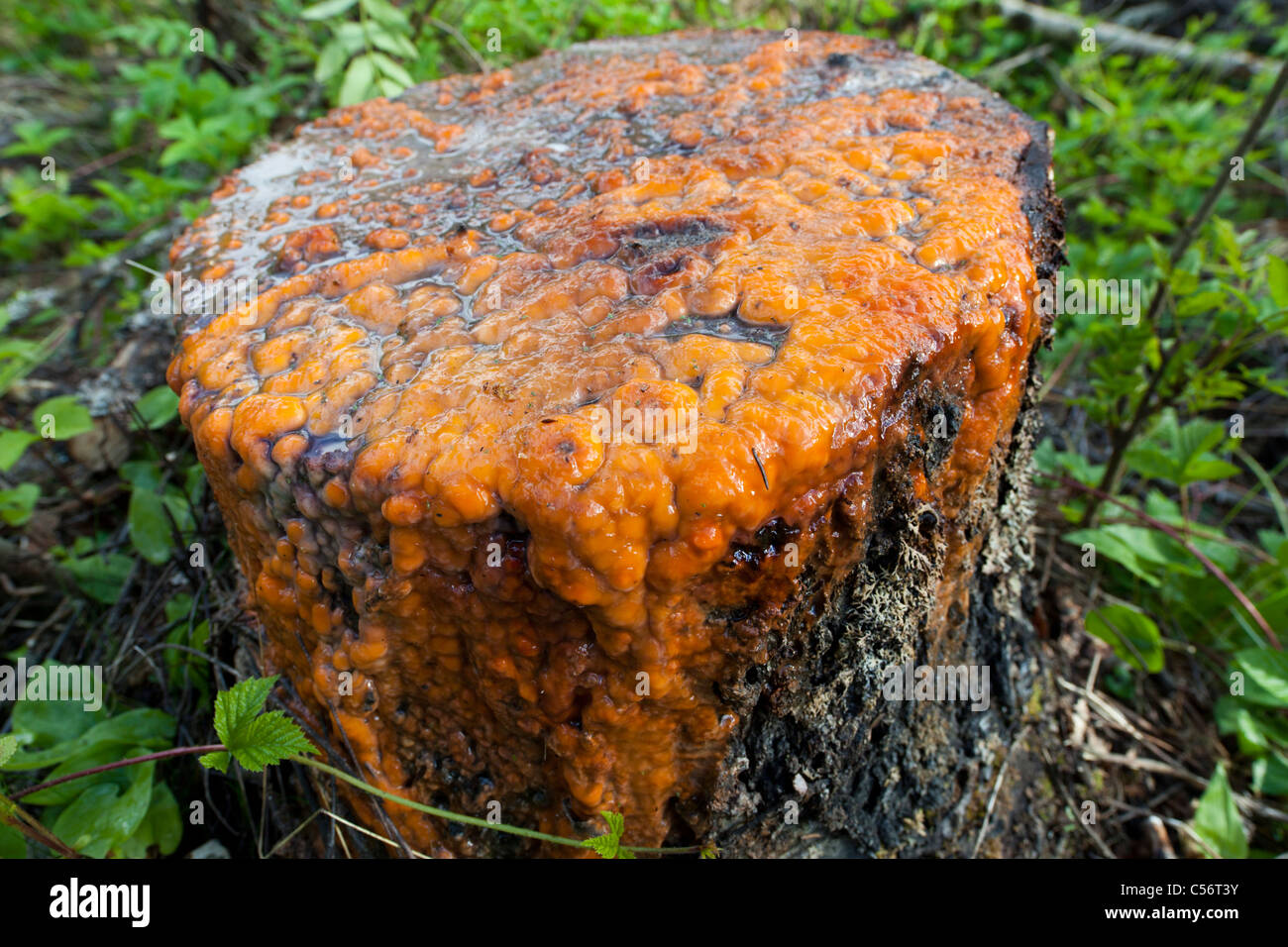 Parzialmente coagulato sap estraendo da un taglio betulla ( betula ) ceppo di albero Foto Stock