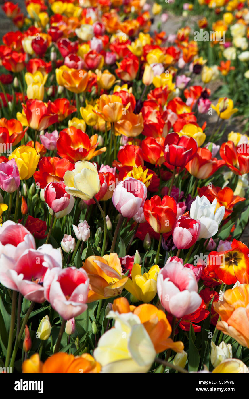 I Paesi Bassi, Julianadorp, campo di tulipani. Foto Stock