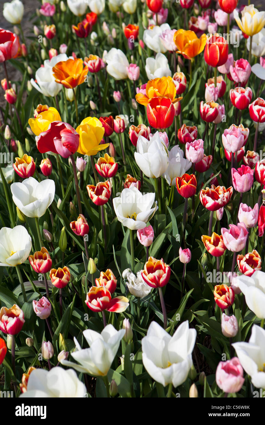 I Paesi Bassi, Julianadorp, campo di tulipani. Foto Stock
