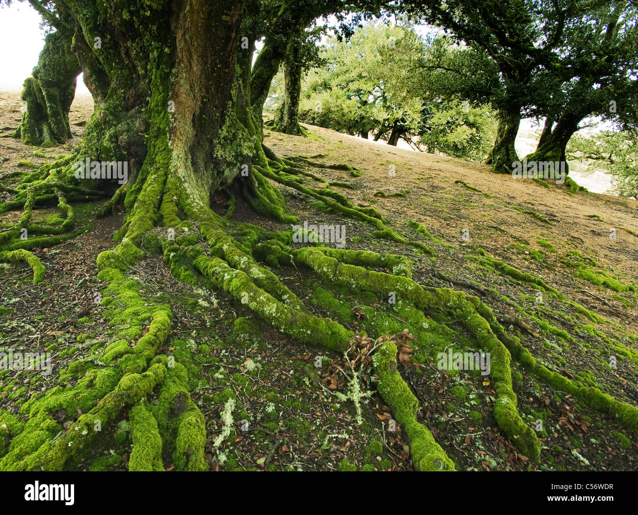 Isola quercia (Quercus tomentella) endemica di Isole del Canale e Isola di Santa Rosa Foto Stock