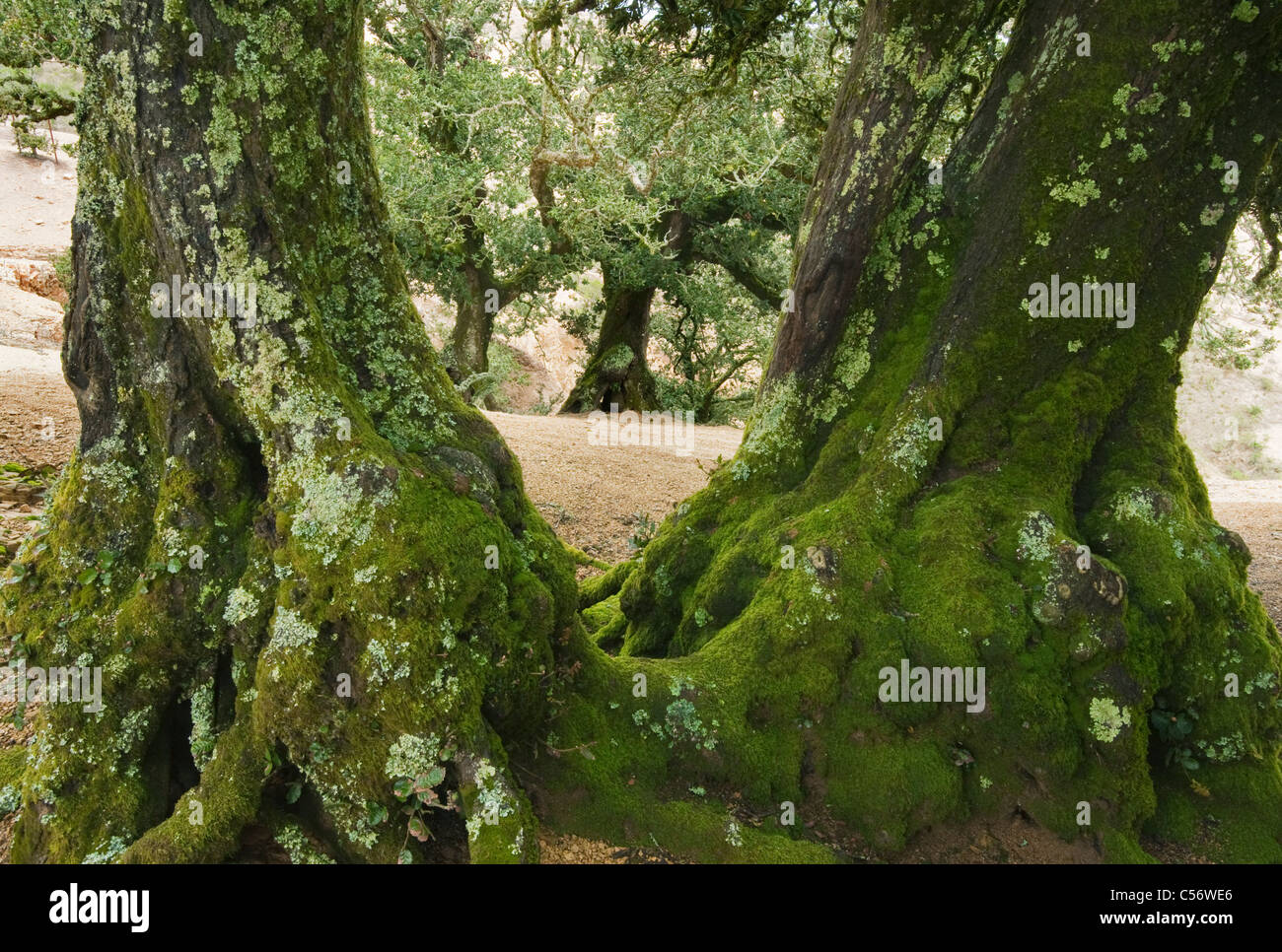 Isola quercia (Quercus tomentella) endemica di Isole del Canale e Isola di Santa Rosa Foto Stock