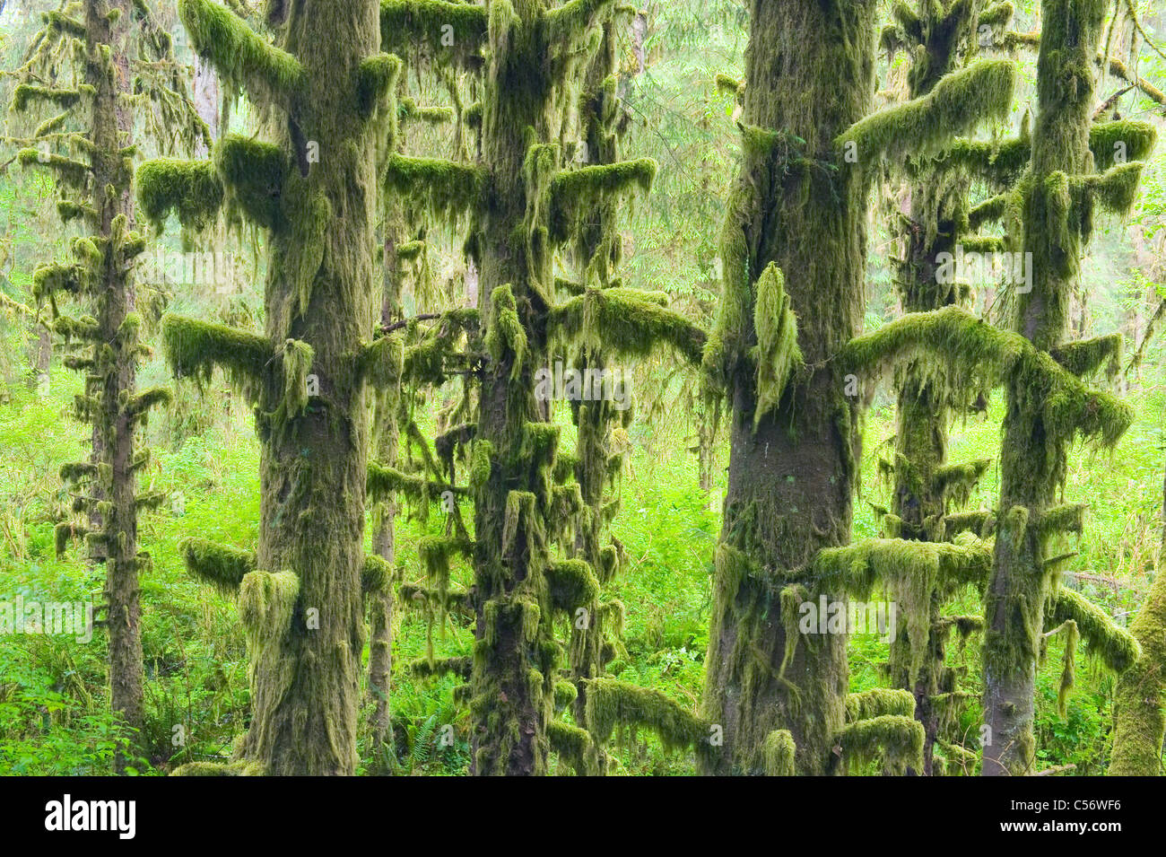 La foresta pluviale temperata, Hoh River Valley, il Parco Nazionale di Olympic, Washington Foto Stock