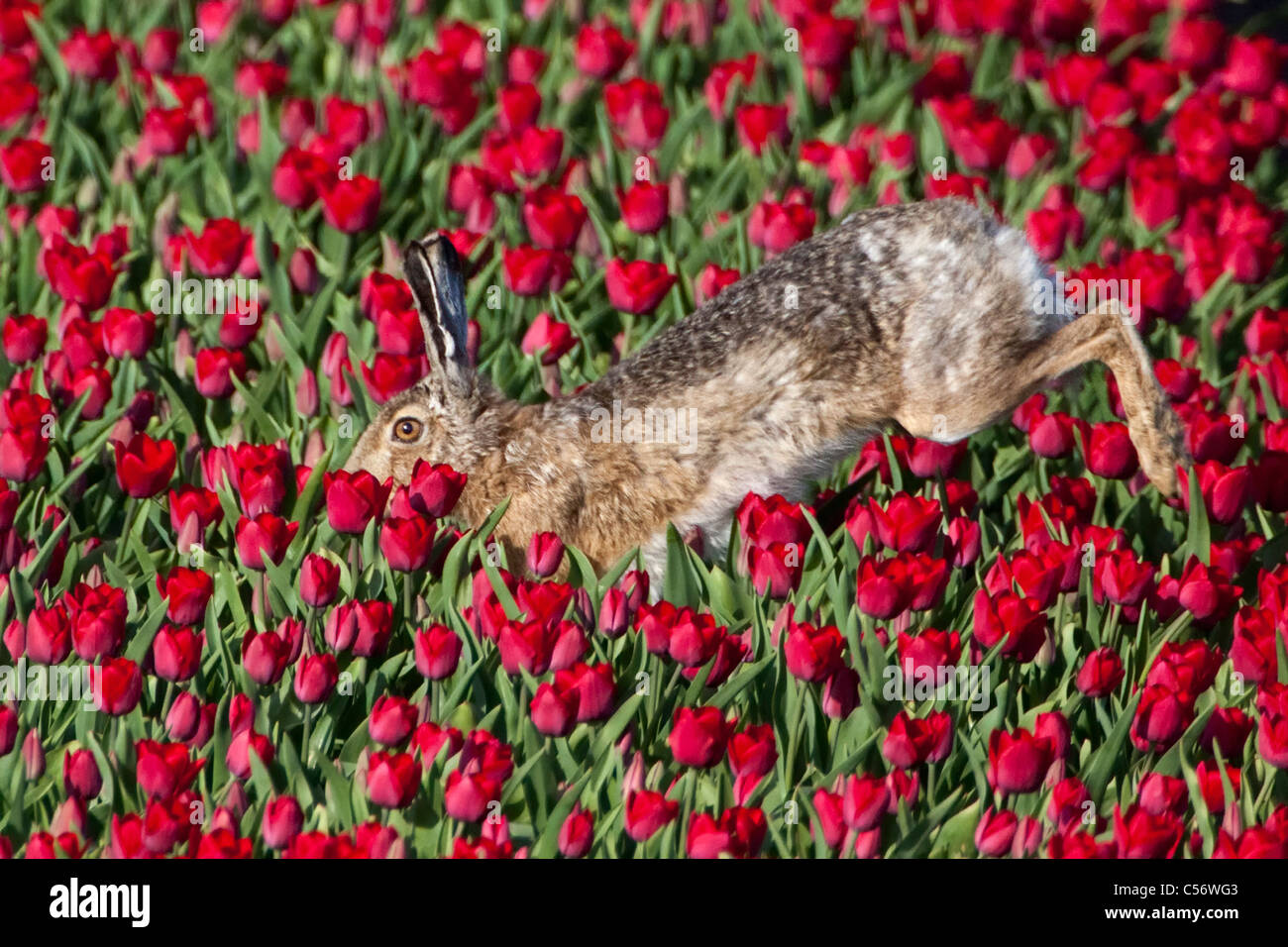 I Paesi Bassi, Oterleek, lepre in campo di tulipani. Foto Stock