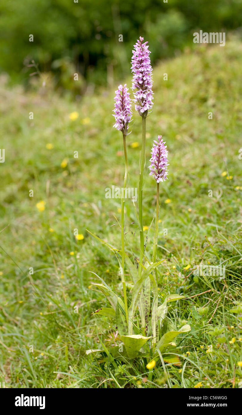 Tre picchi di fiore della comune Spotted orchidea Dactylorhiza fuchsii con palely spotted lascia Blackdown Hills Somerset Foto Stock