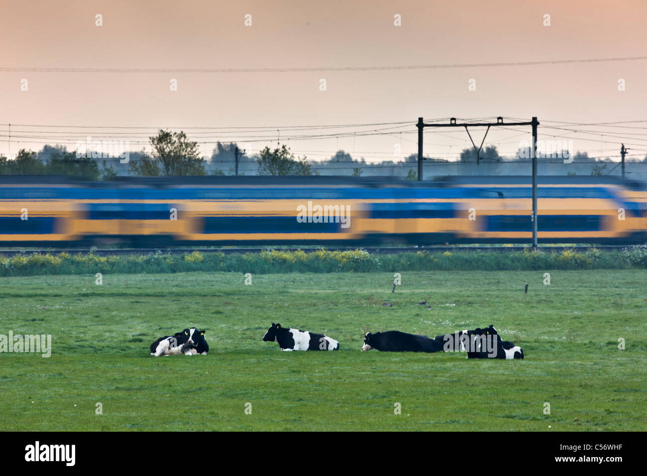 I Paesi Bassi, Weesp, vacche e passando il treno. Foto Stock