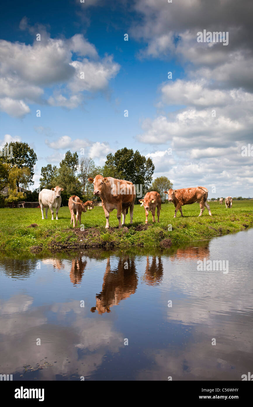 I Paesi Bassi, Weesp, vacche e vitelli. Foto Stock