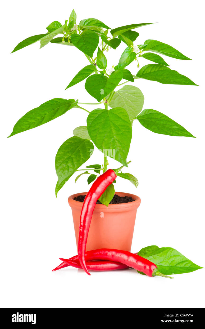 Peperoncino pianta con i fiori bianchi che crescono in vaso di ceramica e peperoncino frutti su sfondo bianco Foto Stock