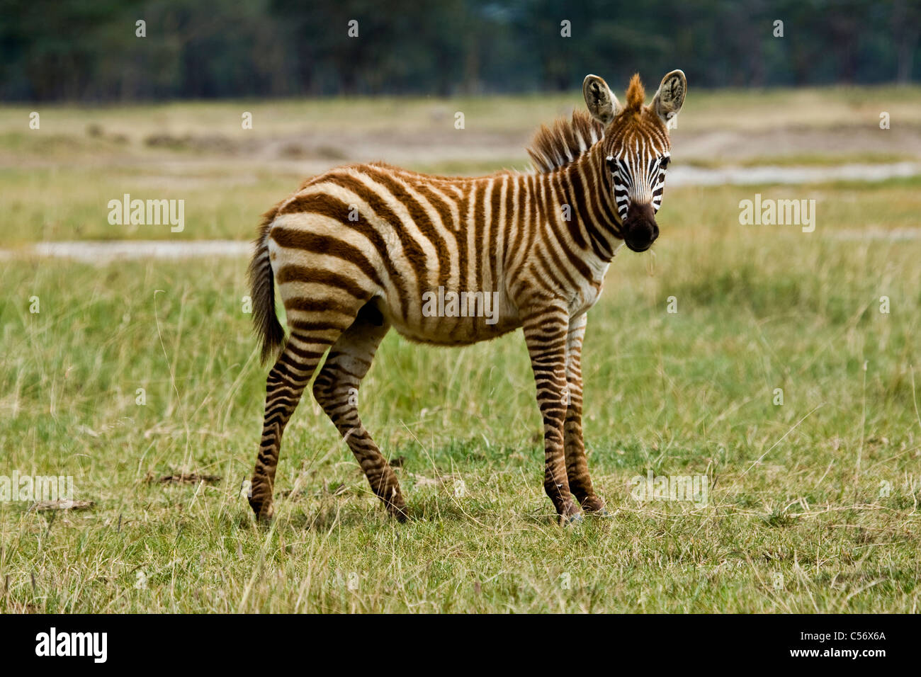 Baby zebra alimentazione Nukuru nel parco nazionale del Kenya Foto Stock