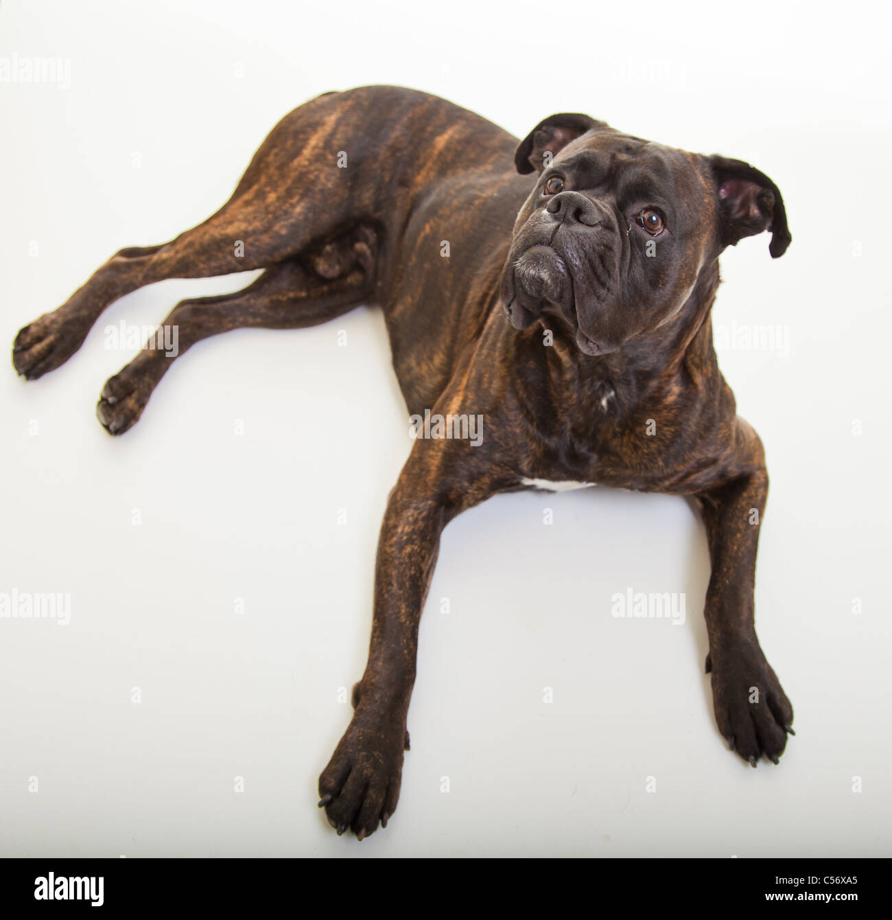 Cane Boxer in studio Foto Stock