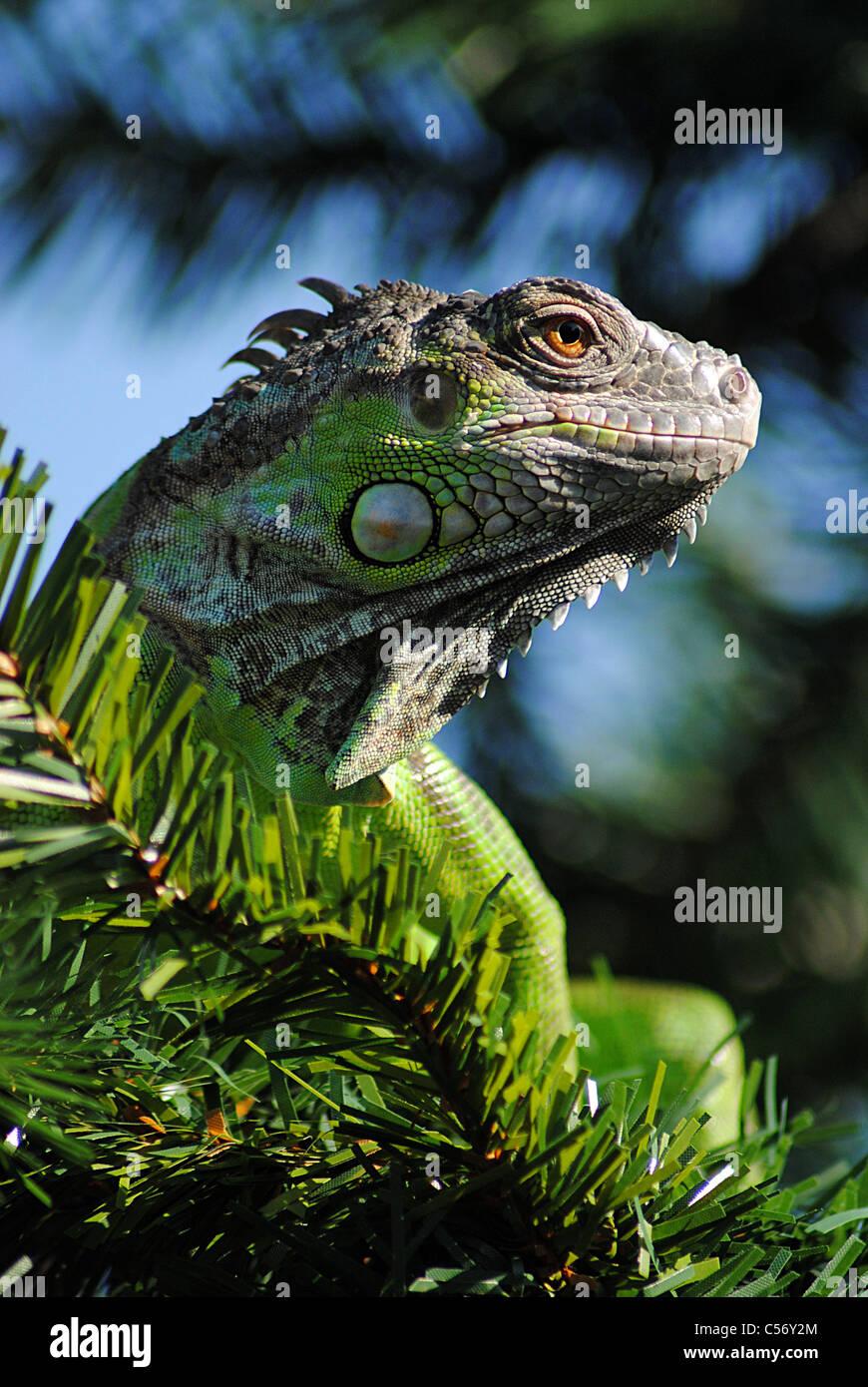 Iguana verde Foto Stock
