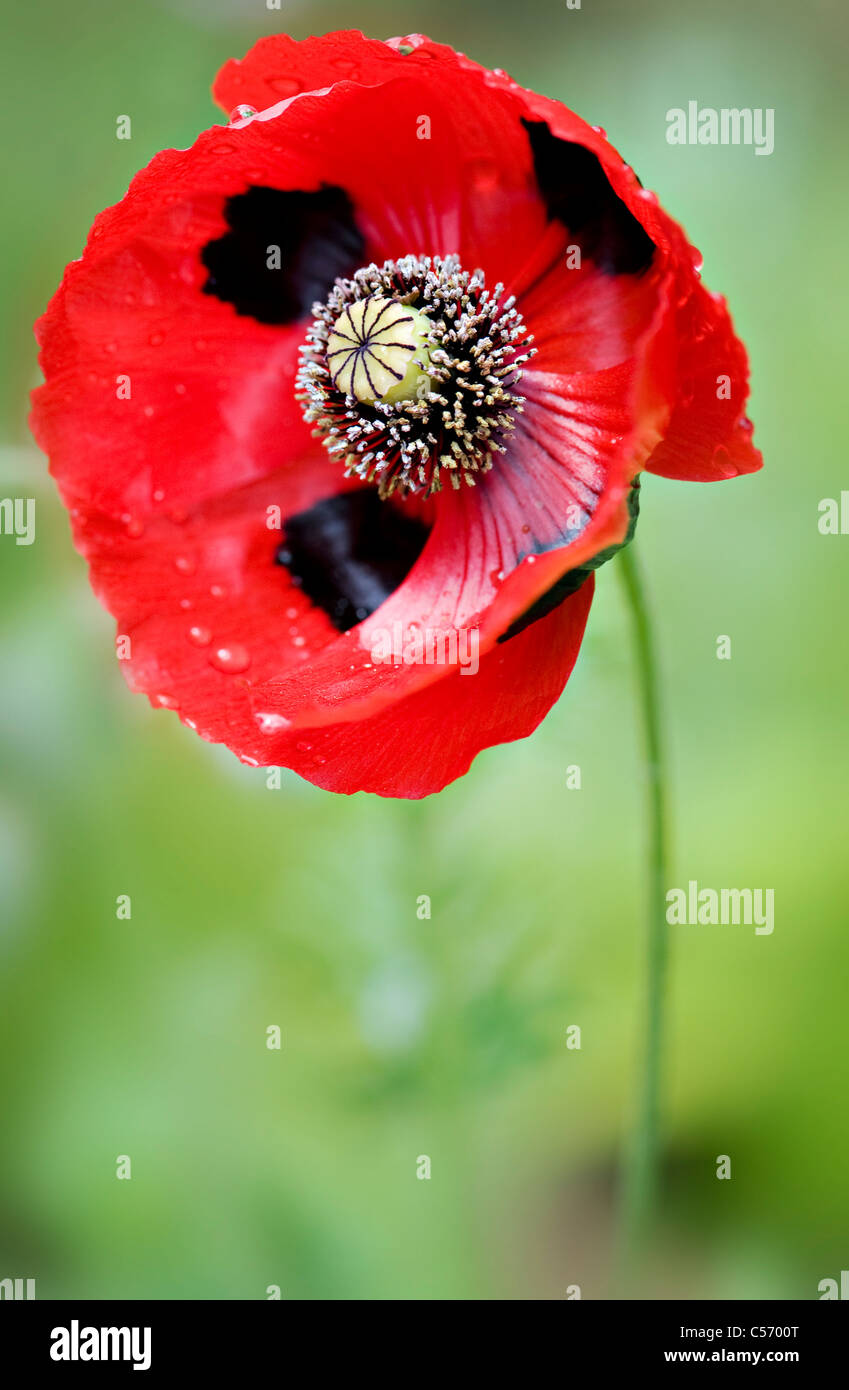 Ladybird poppy - Papaver commutatum Foto Stock