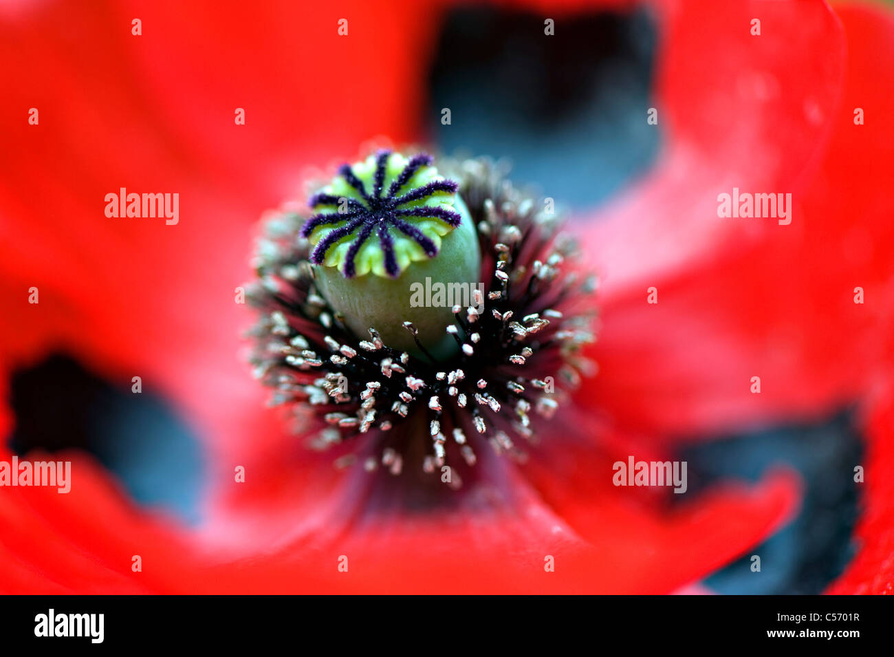 Ladybird poppy - Papaver commutatum Foto Stock