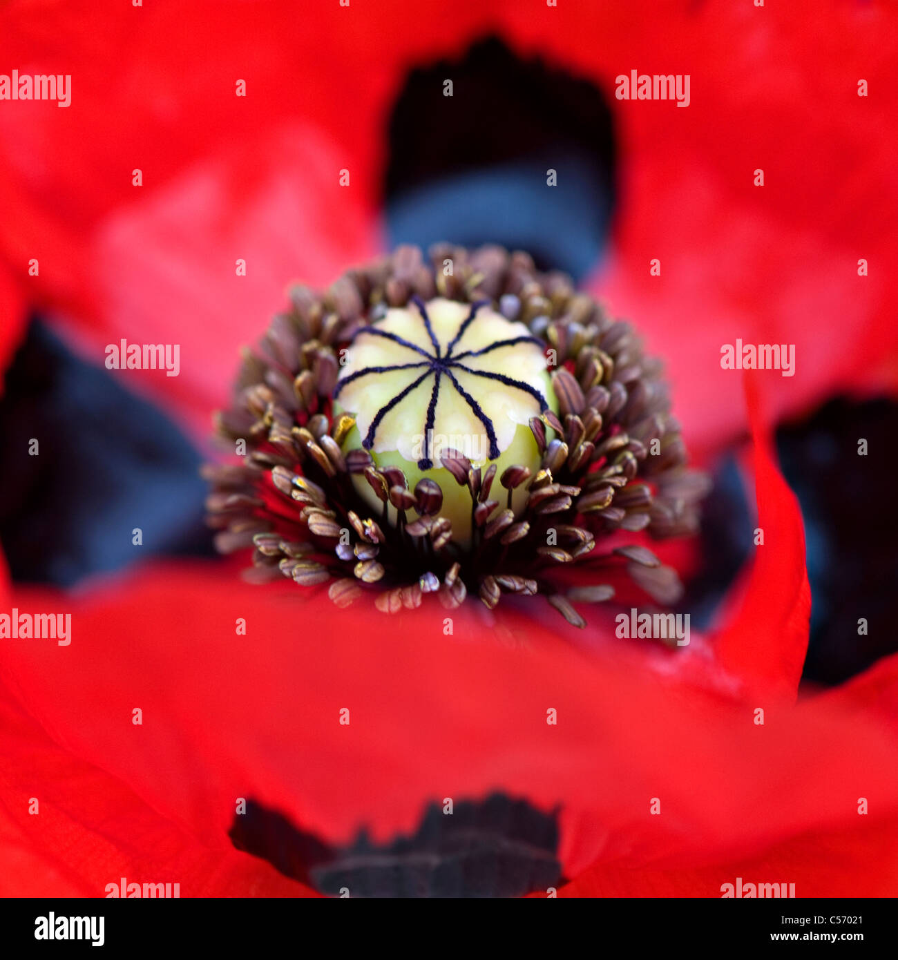 Ladybird poppy - Papaver commutatum Foto Stock