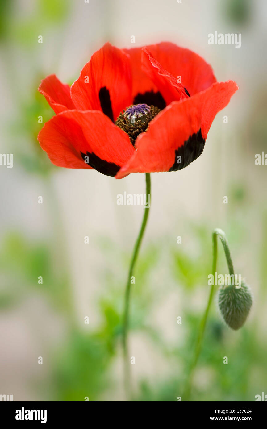 Ladybird poppy - Papaver commutatum Foto Stock