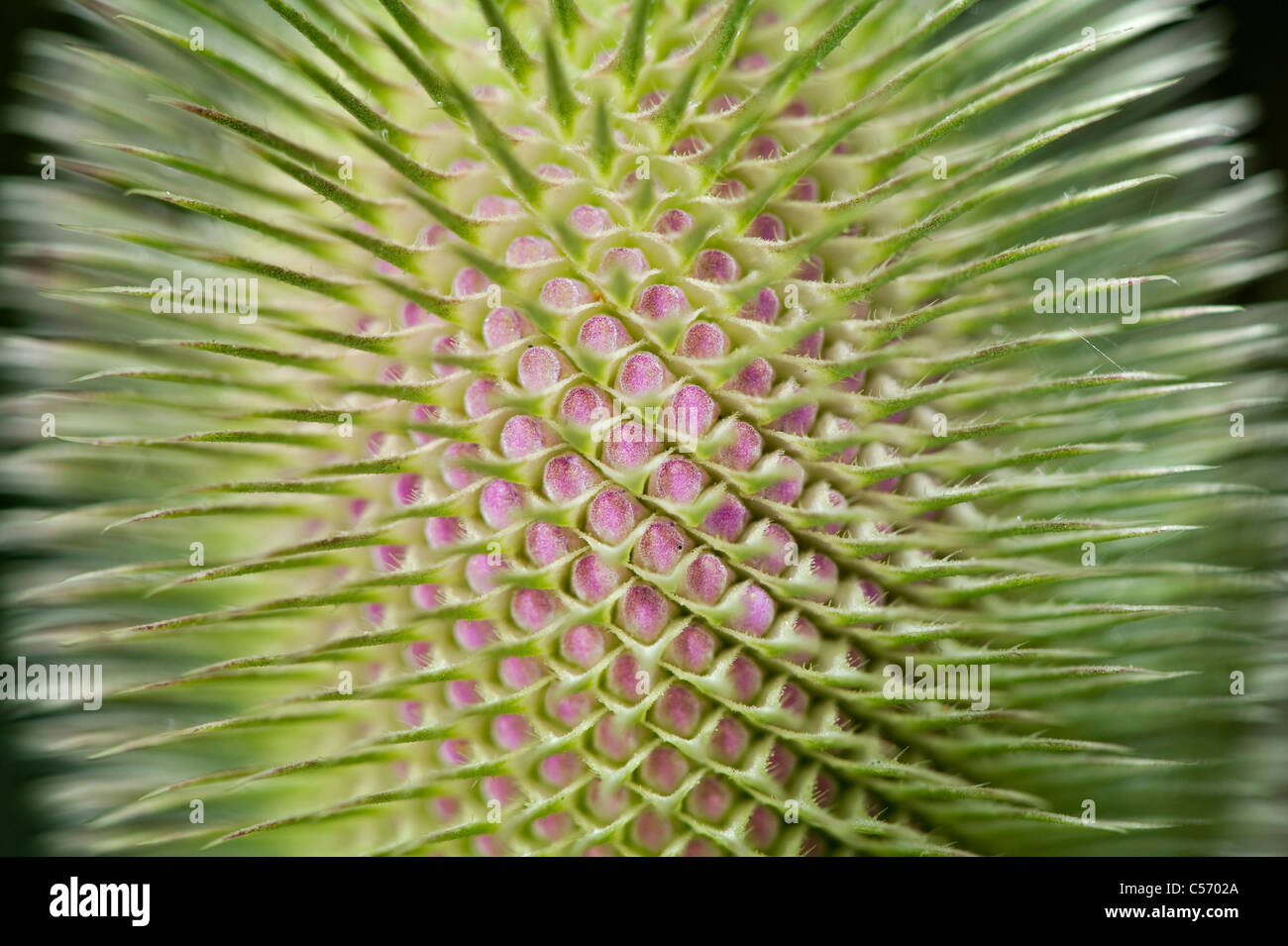 Un unico fiore Teasel testa - Dipsacus fullonum Foto Stock