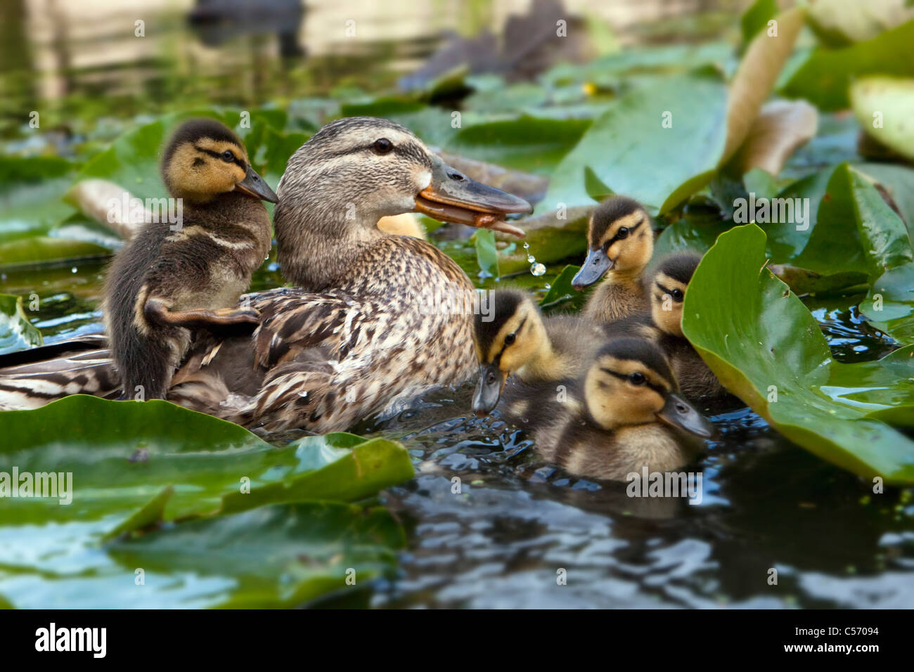 I Paesi Bassi, 's-Graveland, giovani anatre e madre con un pulcino su indietro nel laghetto. Anatroccoli. Foto Stock