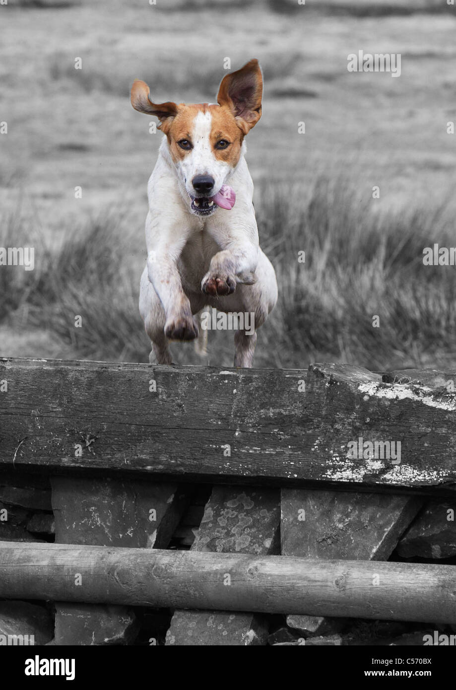 Holcombe Hunr hounds jumping recinzione di suoneria Foto Stock