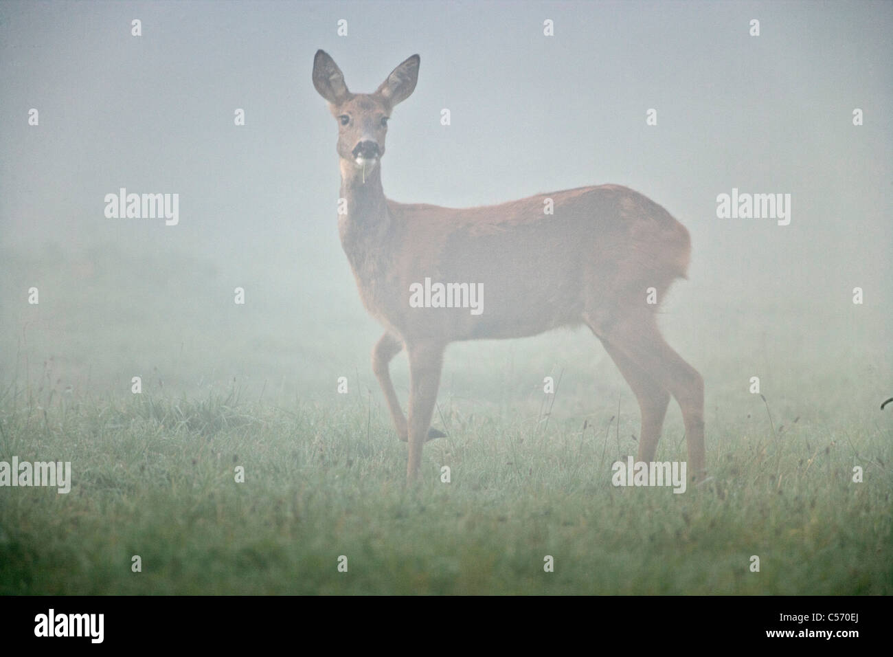 I Paesi Bassi, 's-Graveland, cervo e capriolo nella nebbia. Foto Stock