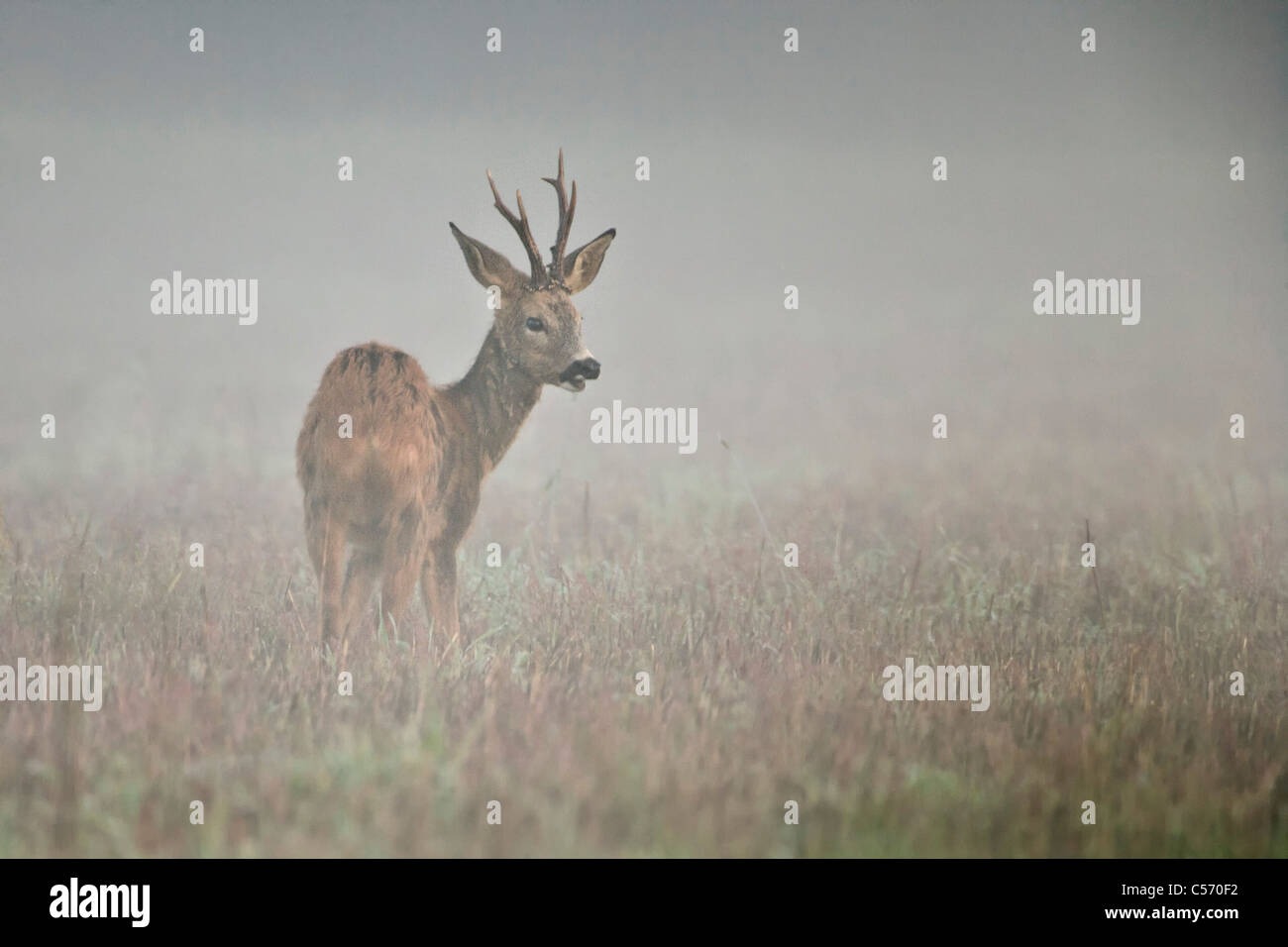 I Paesi Bassi, 's-Graveland, cervo e capriolo nella nebbia. Foto Stock