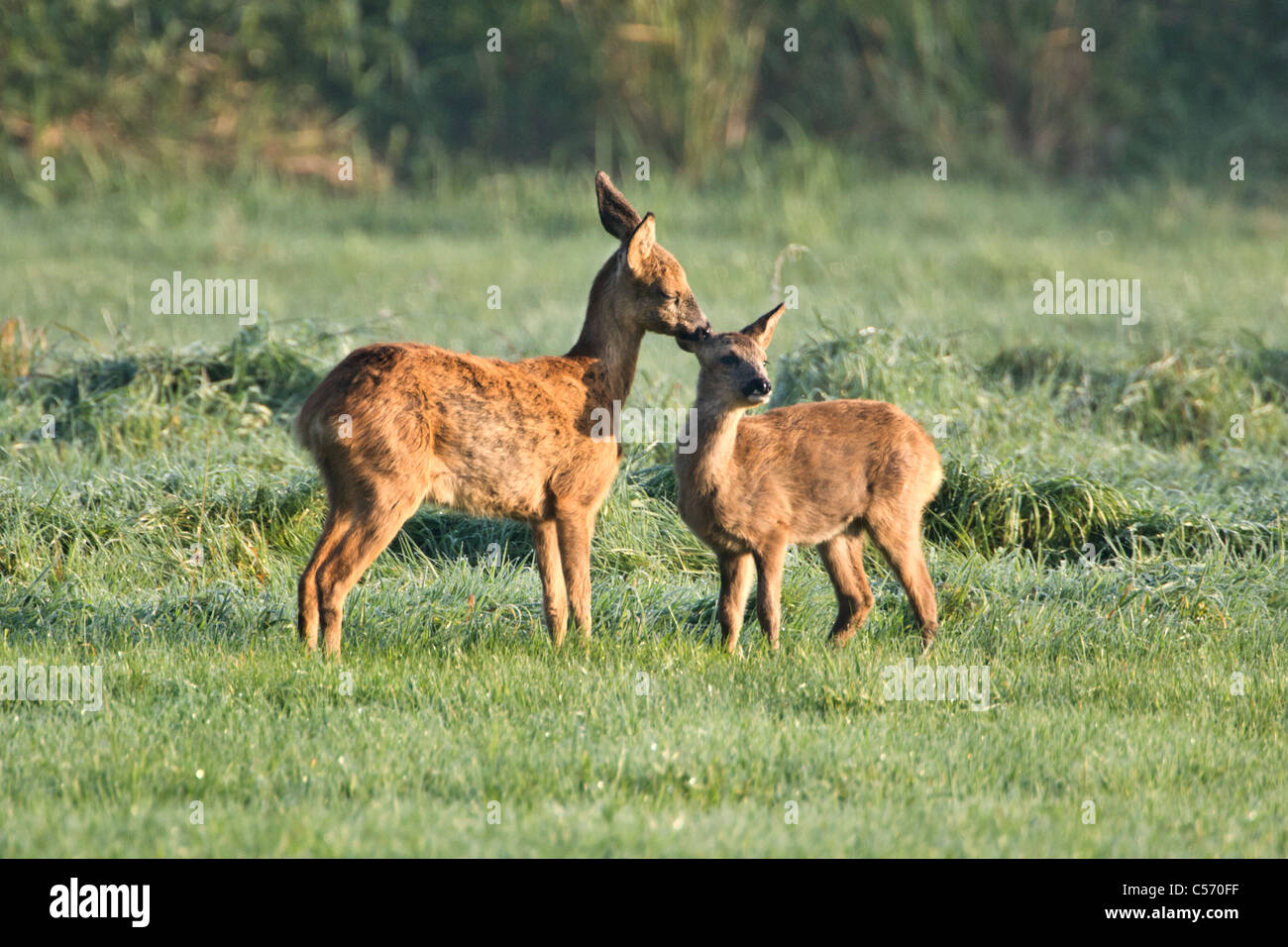I Paesi Bassi, 's-Graveland, cervo e capriolo leccare vicenda. Foto Stock
